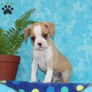 Buddy, Boston Terrier Mix Puppy